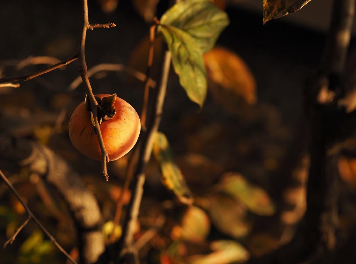 A single persimmon ripening on a quiet branch.