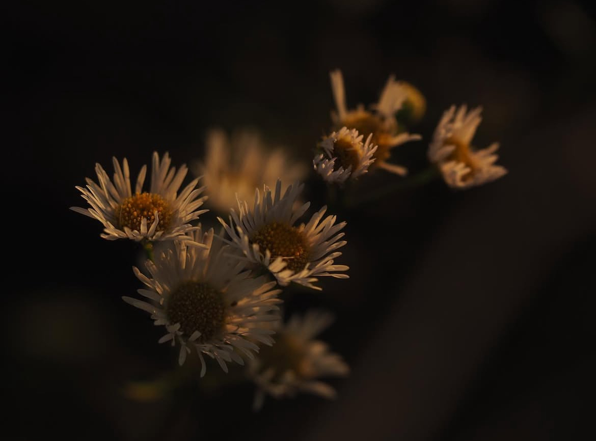 Wild daisies catching the last light.