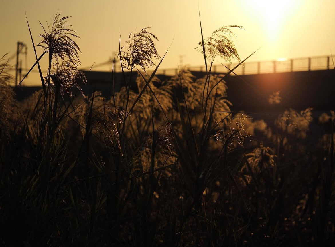 Silver grass in evening light by the river.
